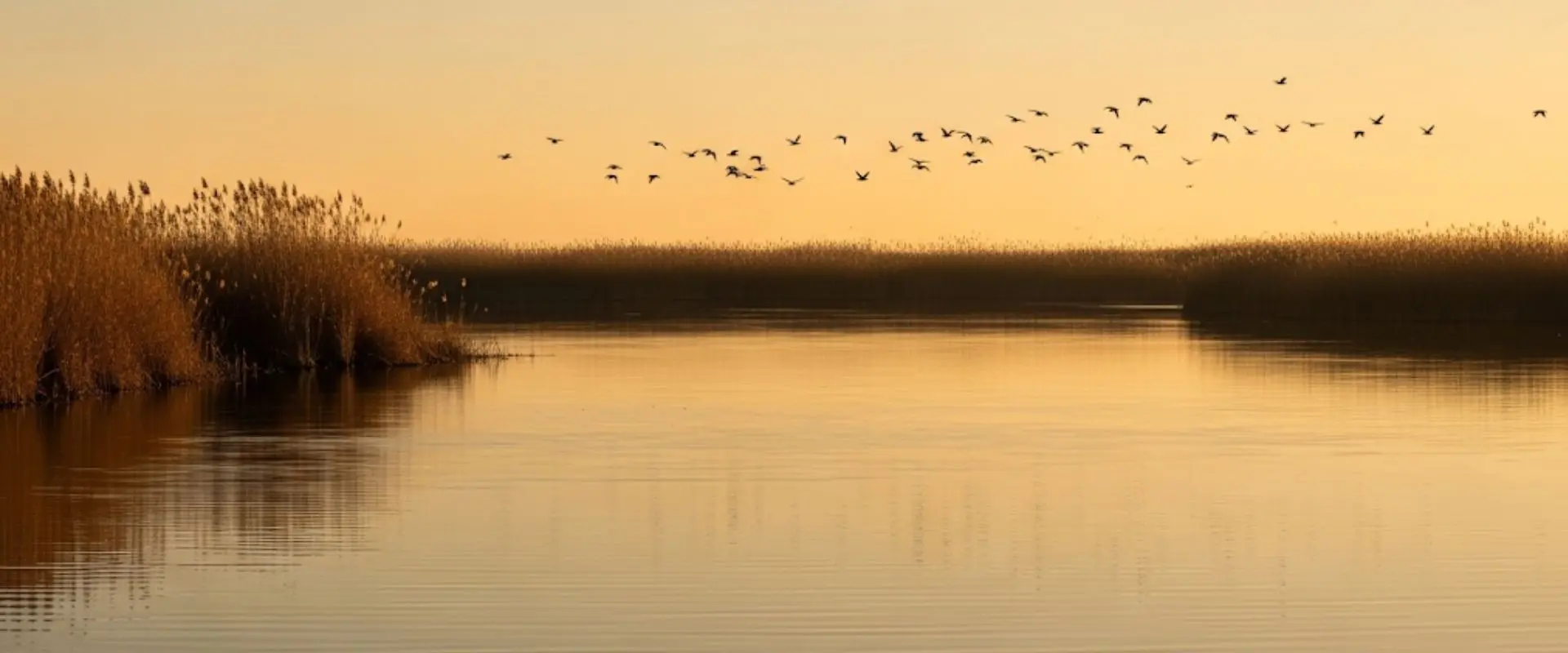 Reed beds and birds flying over the Delta waters in autumn