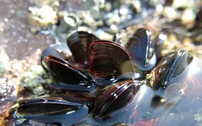 Cozze DOP di Scardovari, prodotto tipico del Delta del Po