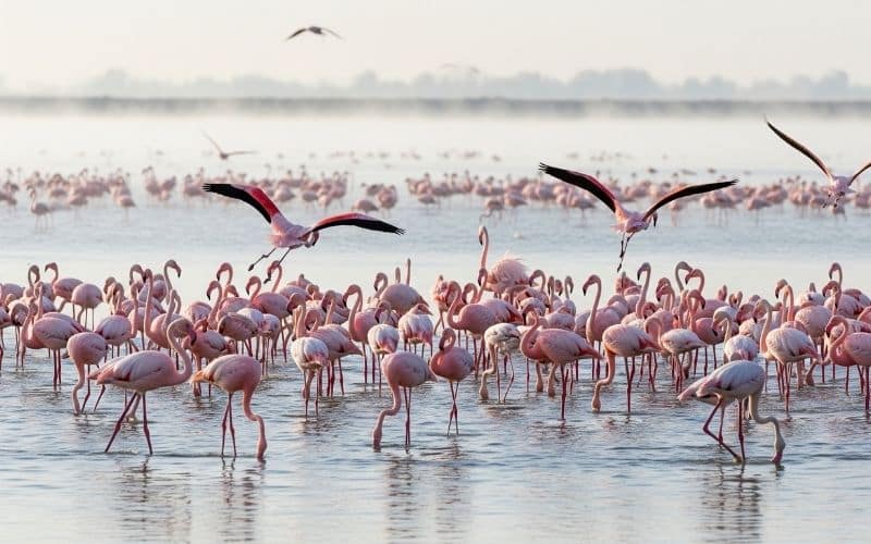Gruppo di fenicotteri rosa nelle acque del Delta del Po