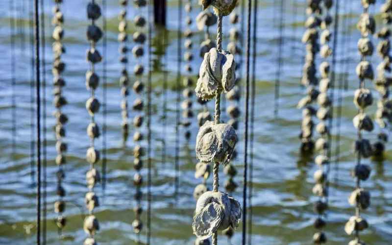 Ostricoltura moderna nella Sacca di Scardovari Delta del Po