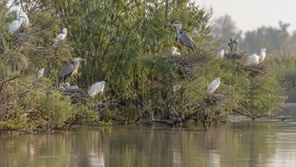A heronry on the bank of a branch of the Po: little egrets and grey herons on their nests among the tamarisks