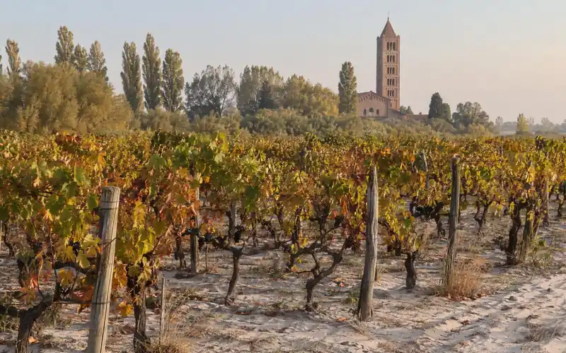 A vineyard on pale sand near Pomposa, with an abbey bell tower in the background
