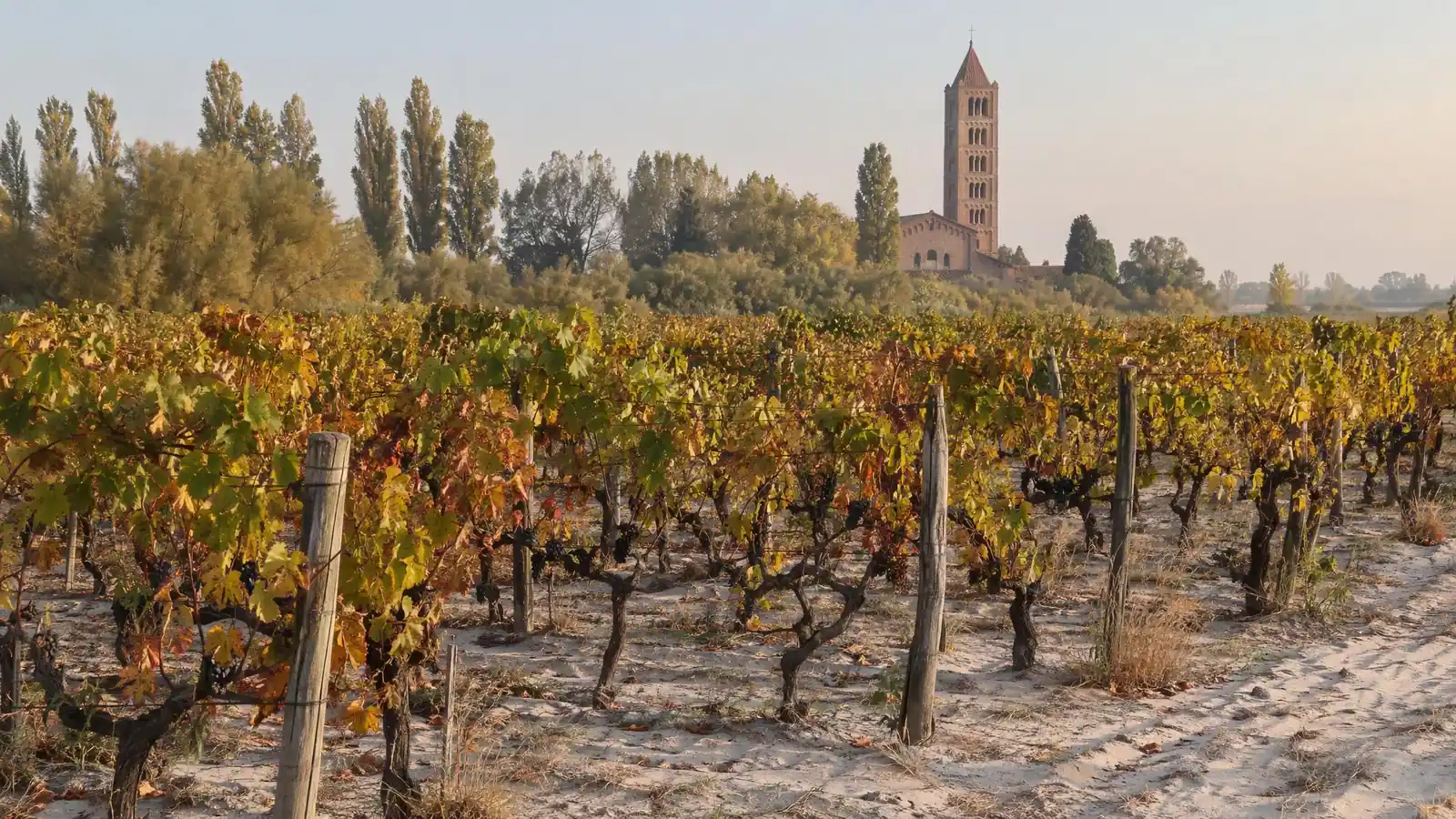 A vineyard on pale sand near Pomposa, with an abbey bell tower in the background